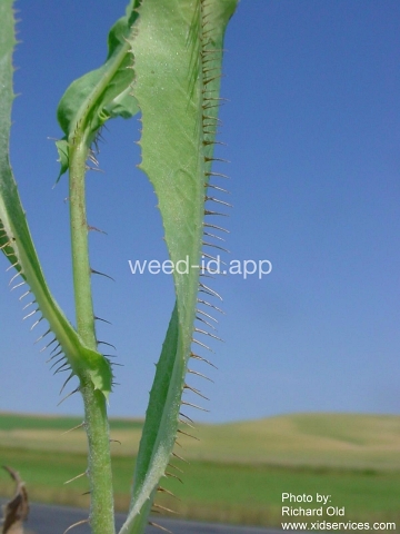 lettuce, prickly